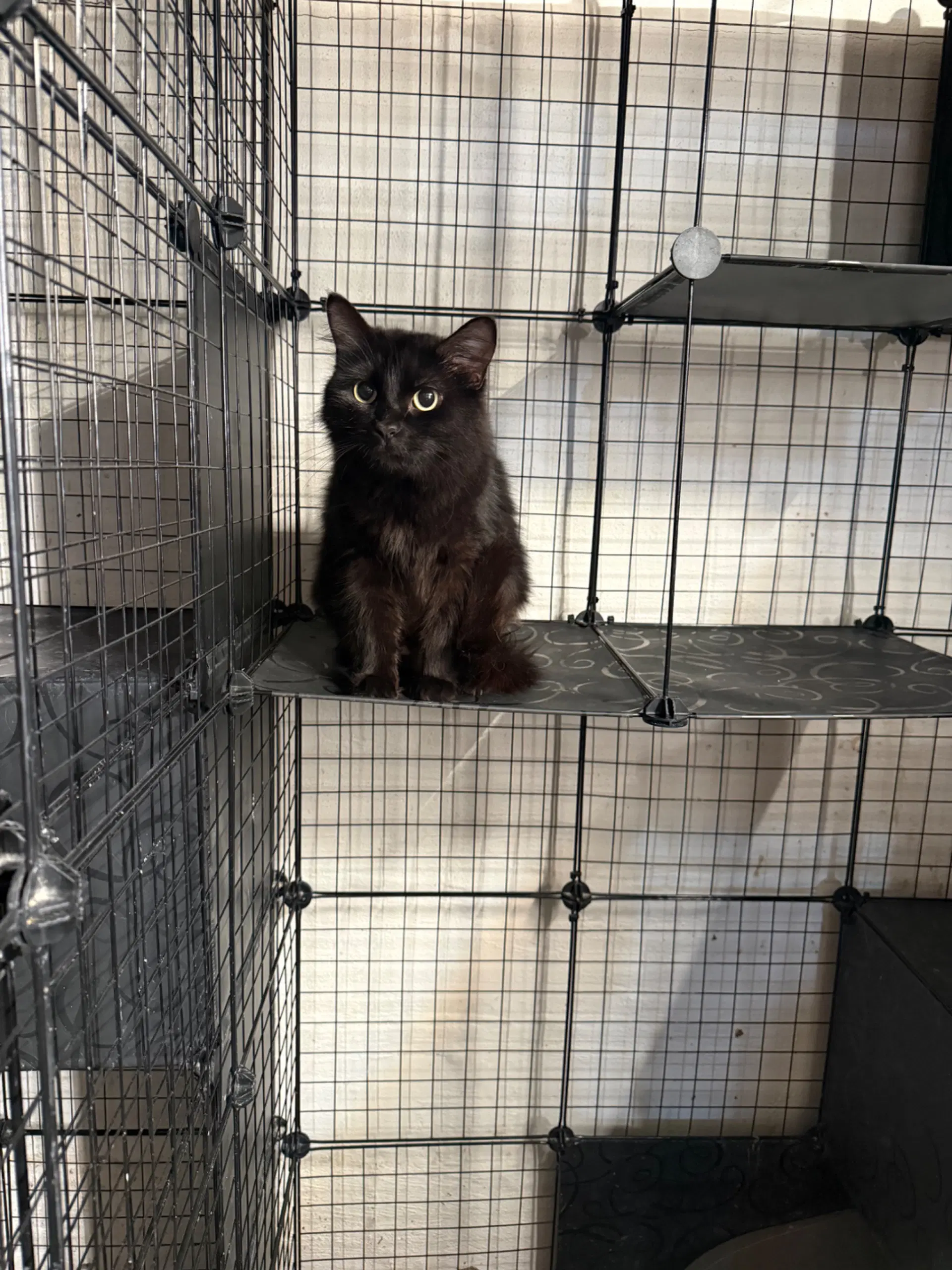 Raven - Jm - Domestic Medium Hair