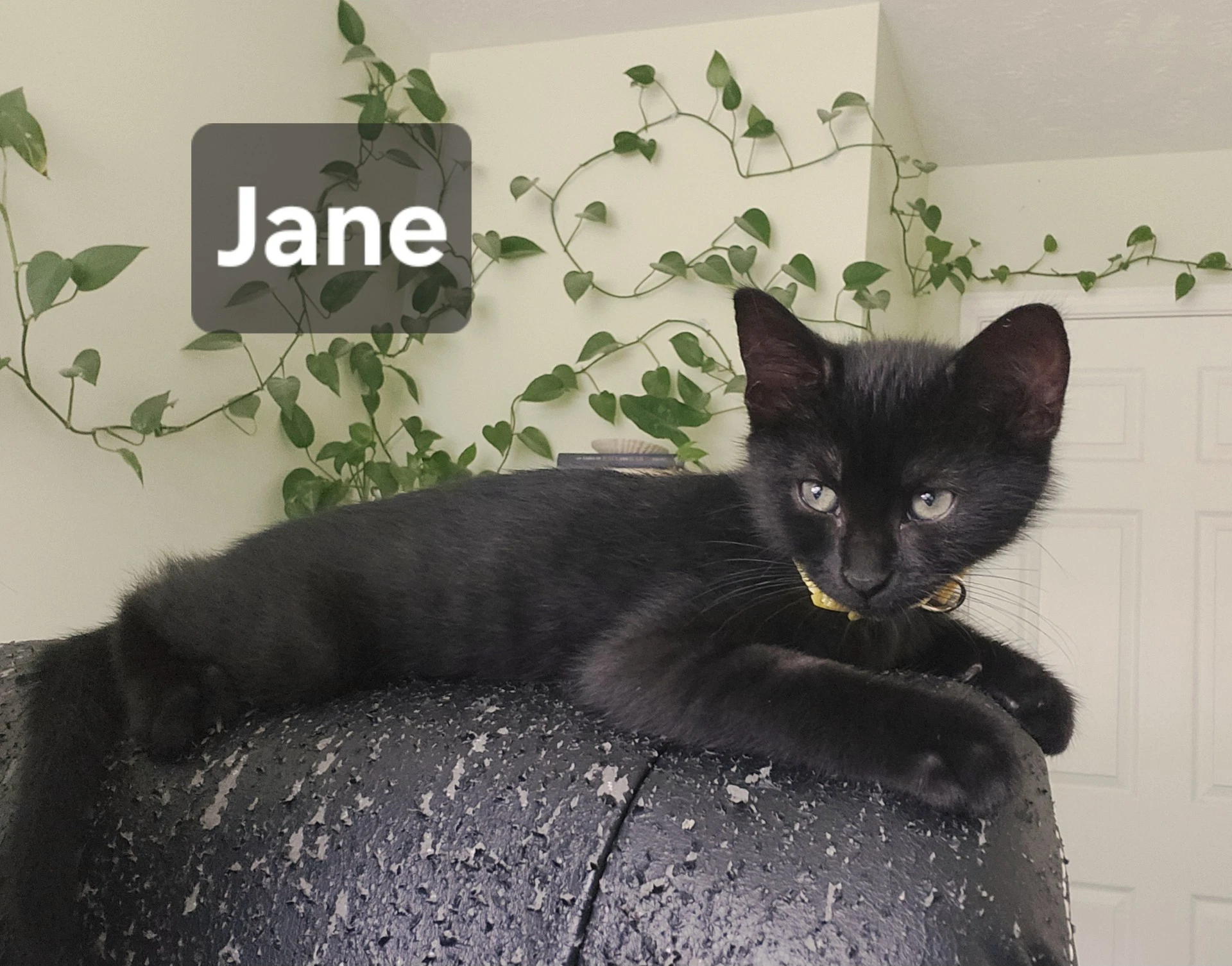 Jane