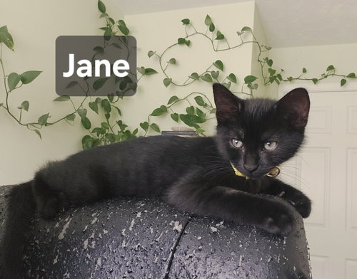 Jane, a cat for adoption from SOLAS