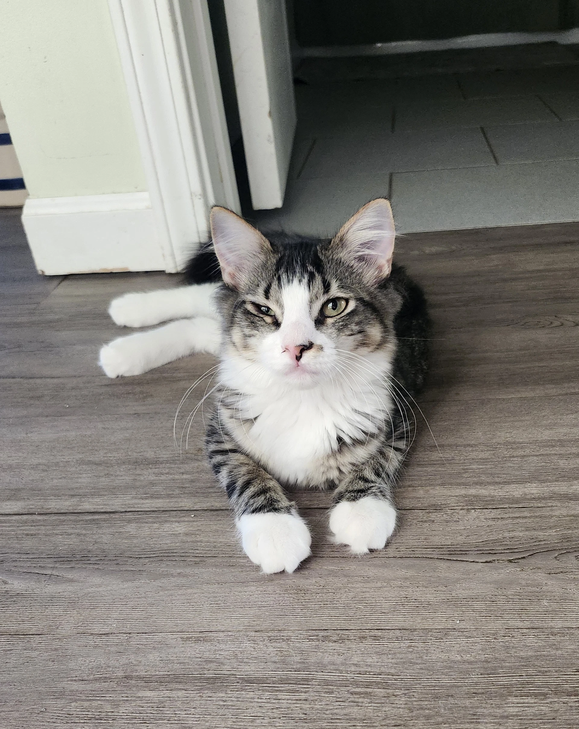 Stella