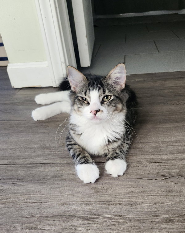 Stella