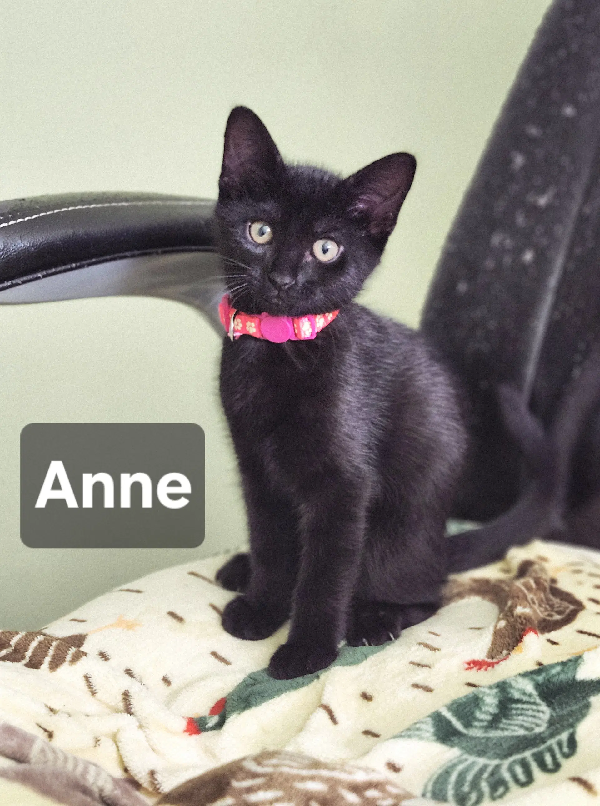 Ann - Domestic Short Hair