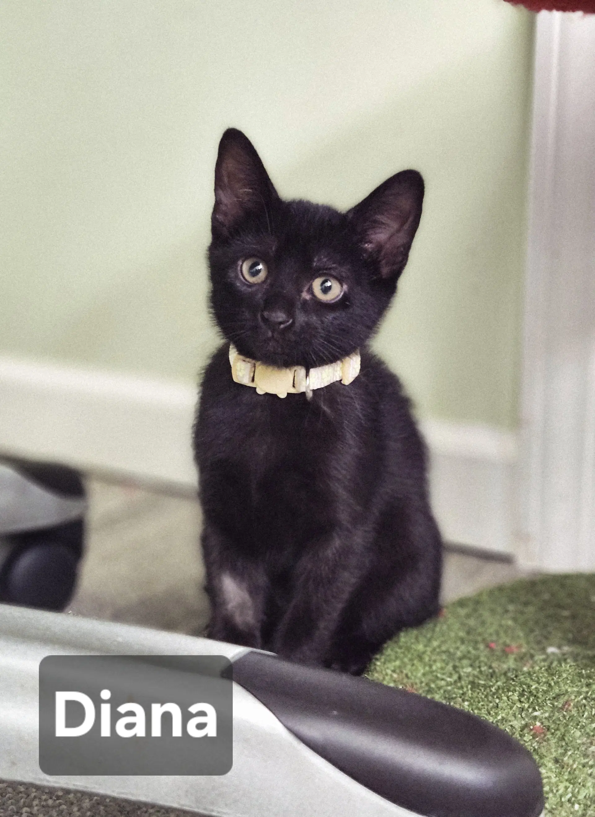 Diana - Domestic Short Hair