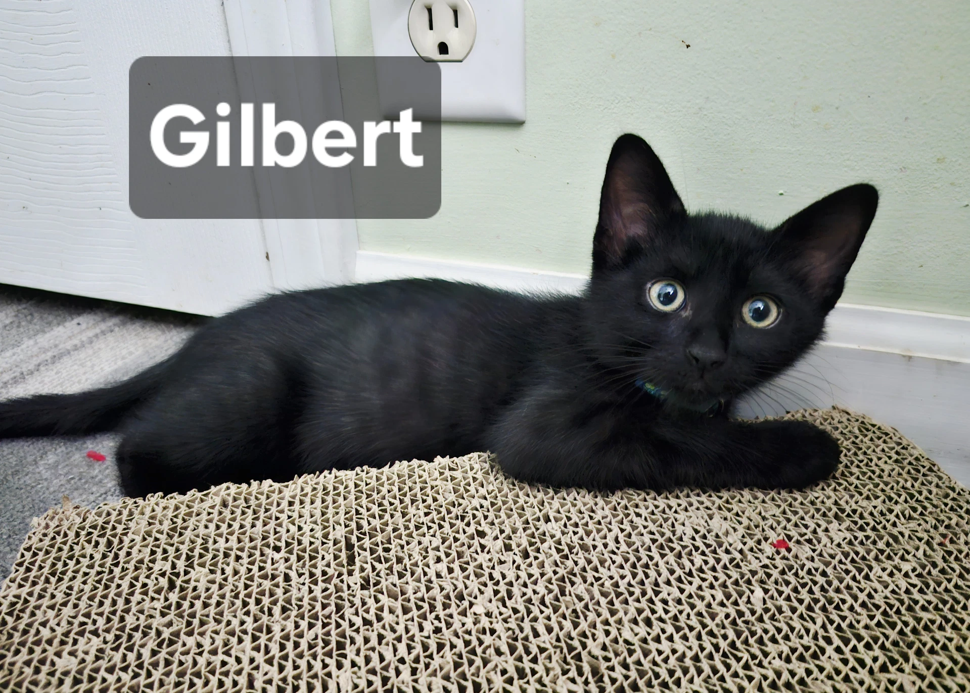 Gilbert