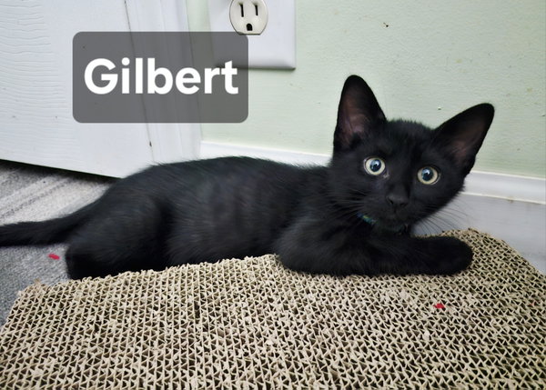 Gilbert