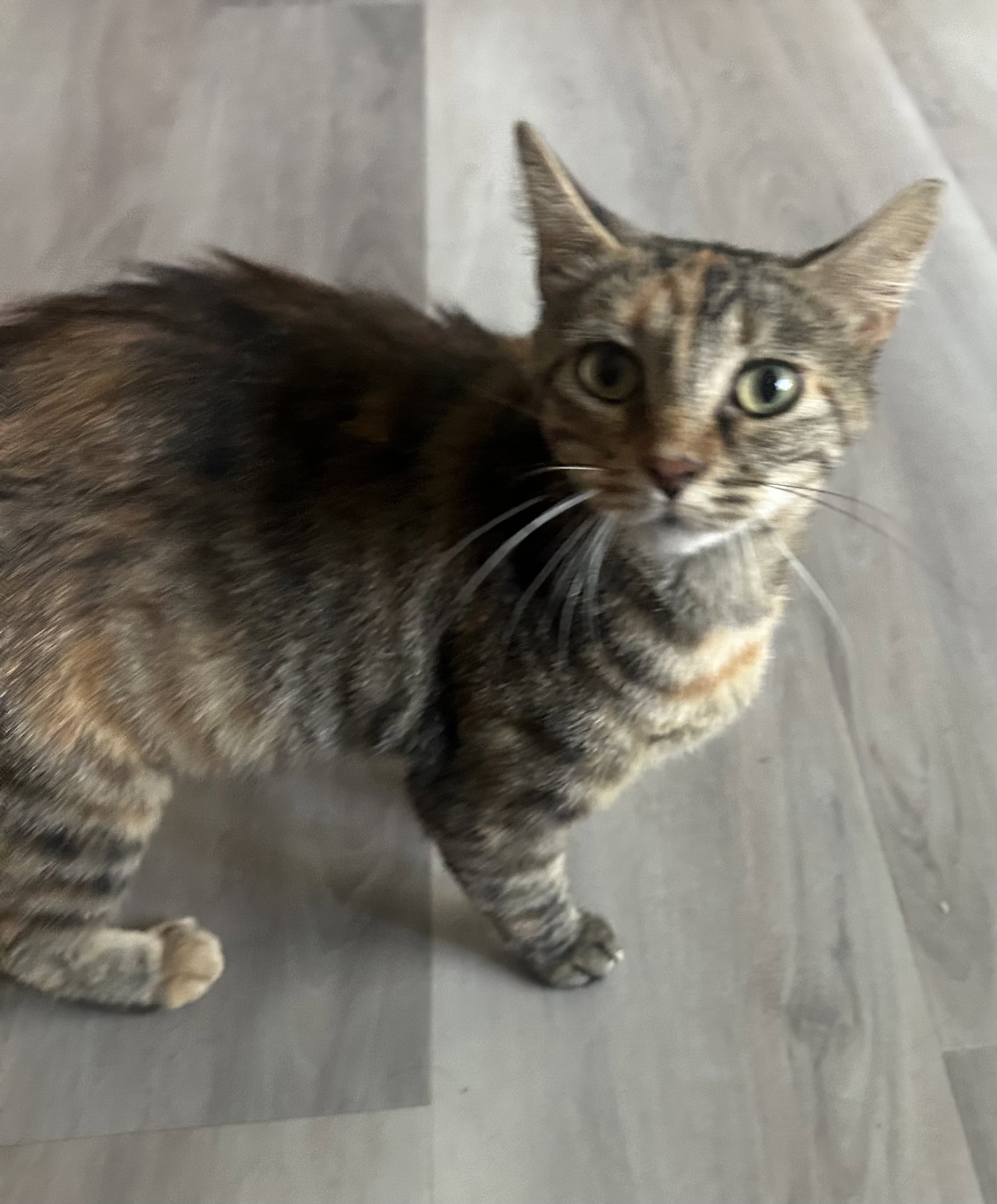 Nora - TV, Domestic Short Hair