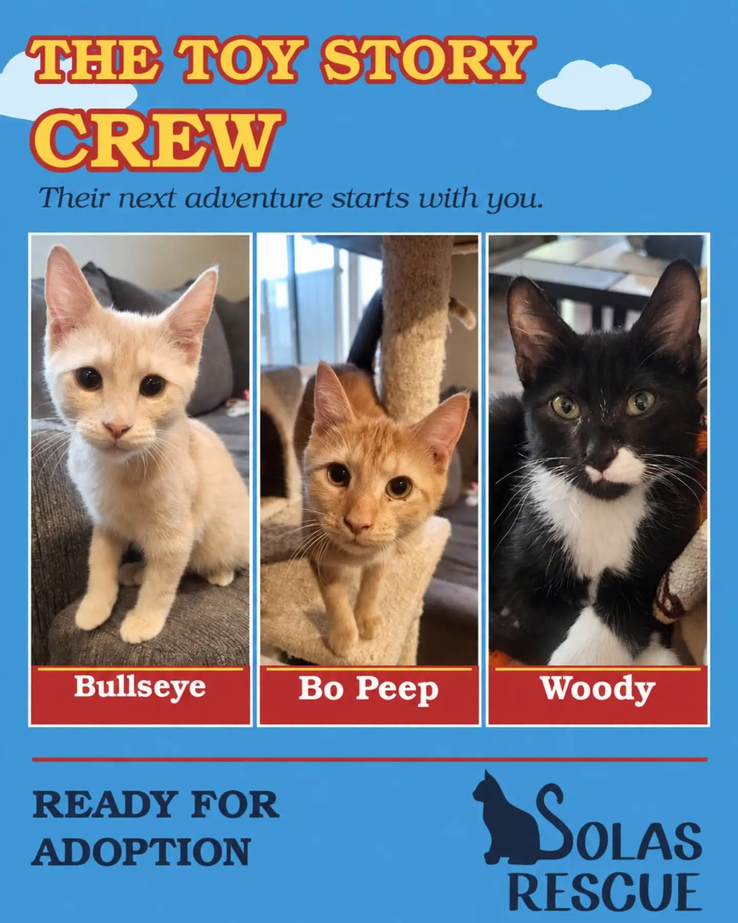 Bo Peep, Bullseye and Woody, Domestic Short Hair