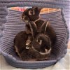 adoptable Rabbit in napa, CA named Audrey Hopbun