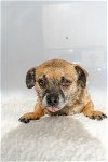 adoptable Dog in studio city, CA named Grizzly