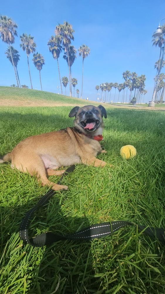 adoptable Dog in Studio City, CA named Grizzly