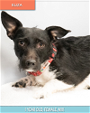 adoptable Dog in studio city, CA named Eliza #A1176365