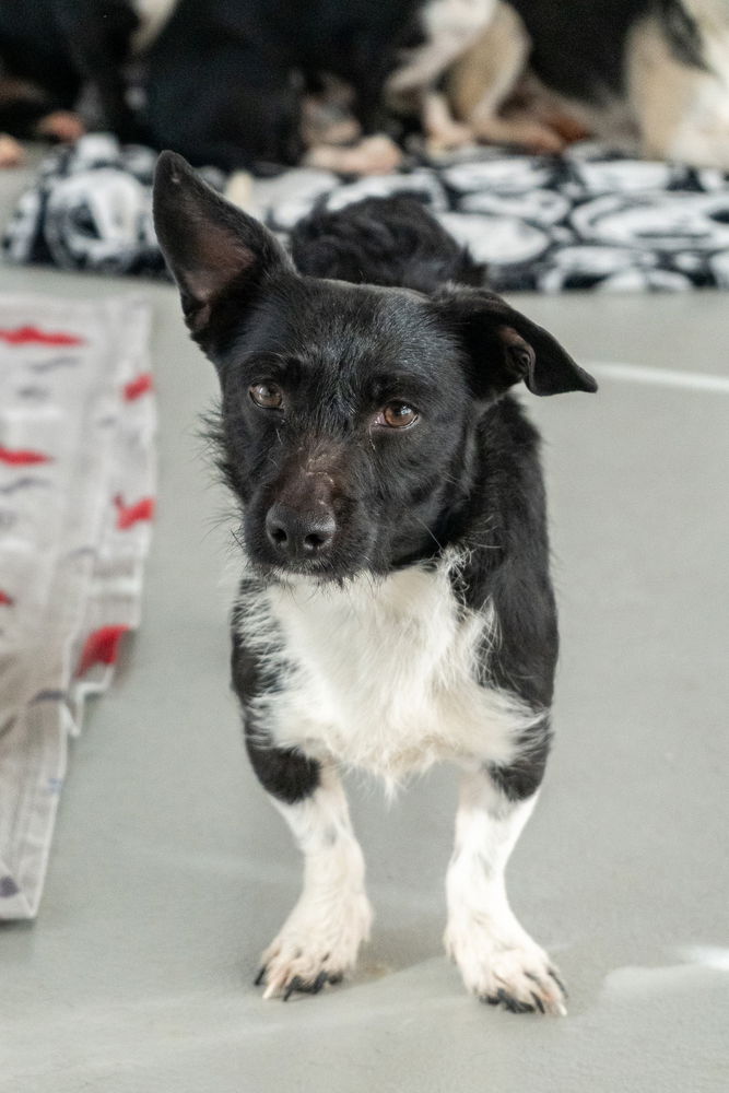 adoptable Dog in Studio City, CA named Eliza #A1176365