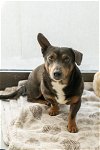 adoptable Dog in studio city, ca, CA named Mcallister #A1176367