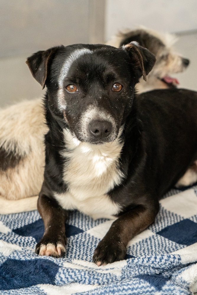 adoptable Dog in Studio City, CA named Ramsey #A1176379