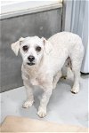 adoptable Dog in studio city, CA named Fraizer kern #A1176439