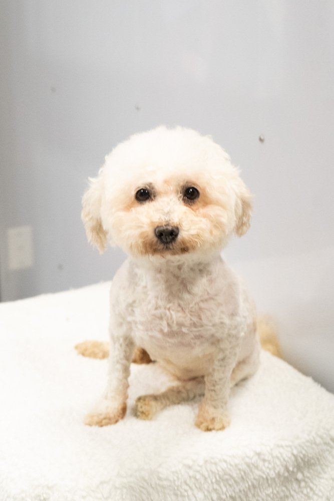 adoptable Dog in Studio City, CA named Lucky