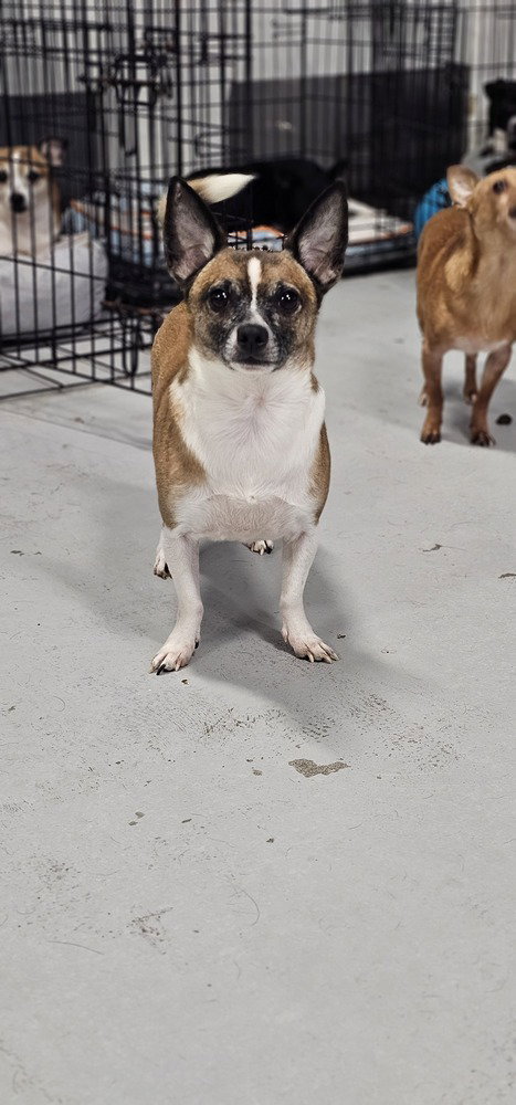 COSMIC CRISP #5055 - Smooth Fox Terrier / Rat Terrier available for adoption