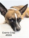 adoptable Dog in  named Cosmic Crisp #5055