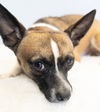 adoptable Dog in Studio City, CA named Cosmic Crisp #5055