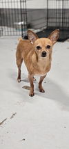 adoptable Dog in  named McIntosh Red #5058
