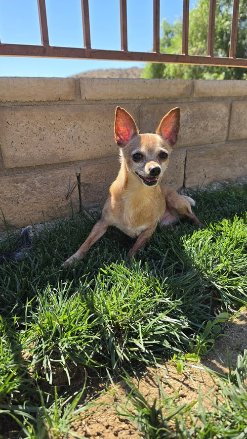McIntosh Red #5058, Chihuahua / Miniature Pinscher / Mixed