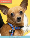 adoptable Dog in studio city, ca, CA named McIntosh Red #5058