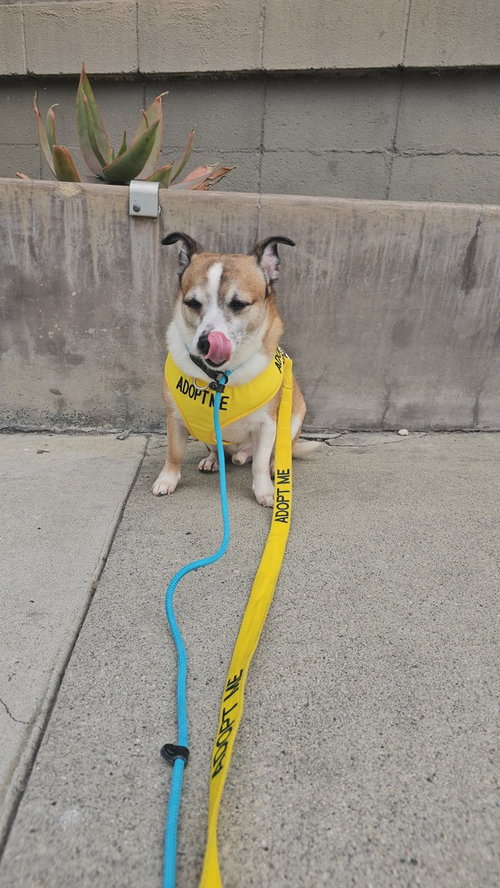 CAMEO #5060 - Jack Russell Terrier / Chihuahua available for adoption