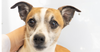 Cameo #5060 - Photo 4