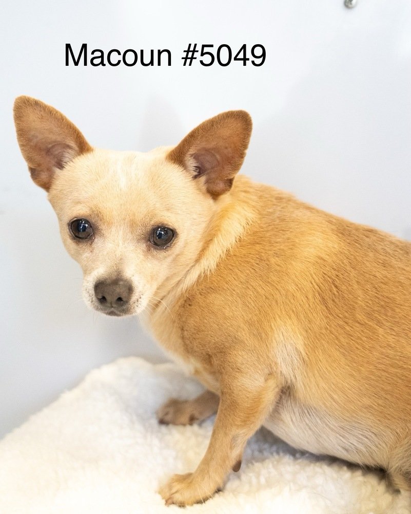 adoptable Dog in Studio City, CA named Macoun #5049