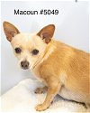 adoptable Dog in  named Macoun #5049