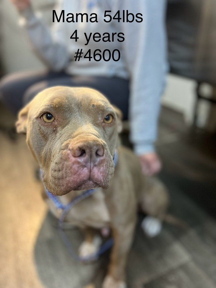 adoptable Dog in Studio City, CA named Mama Lexi #4600