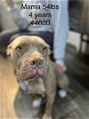 adoptable Dog in studio city, ca, CA named Mama Lexi #4600