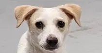 Wishbone - Chihuahua