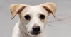 adoptable Dog in  named Wishbone