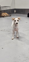 Wishbone - Photo 2