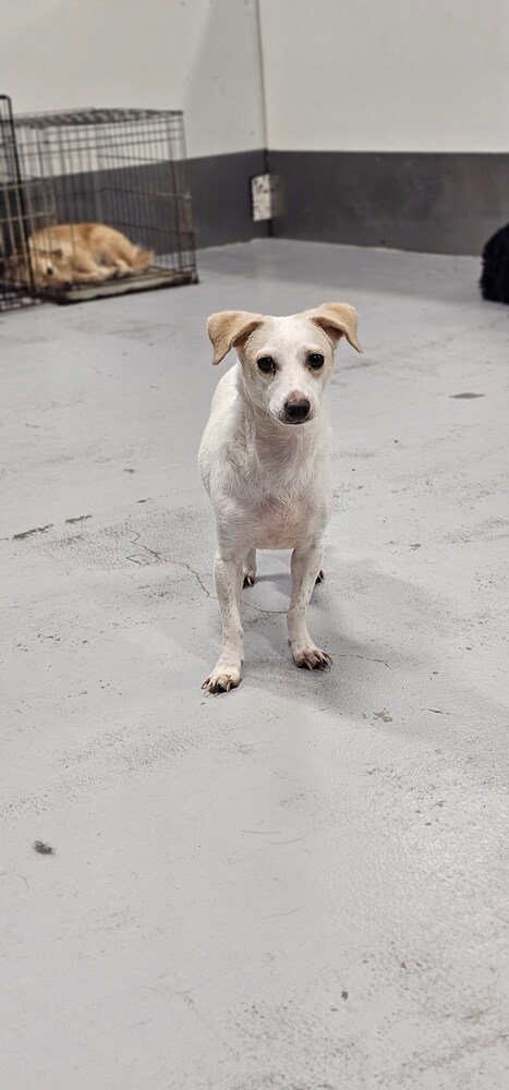 WISHBONE - Jack Russell Terrier available for adoption