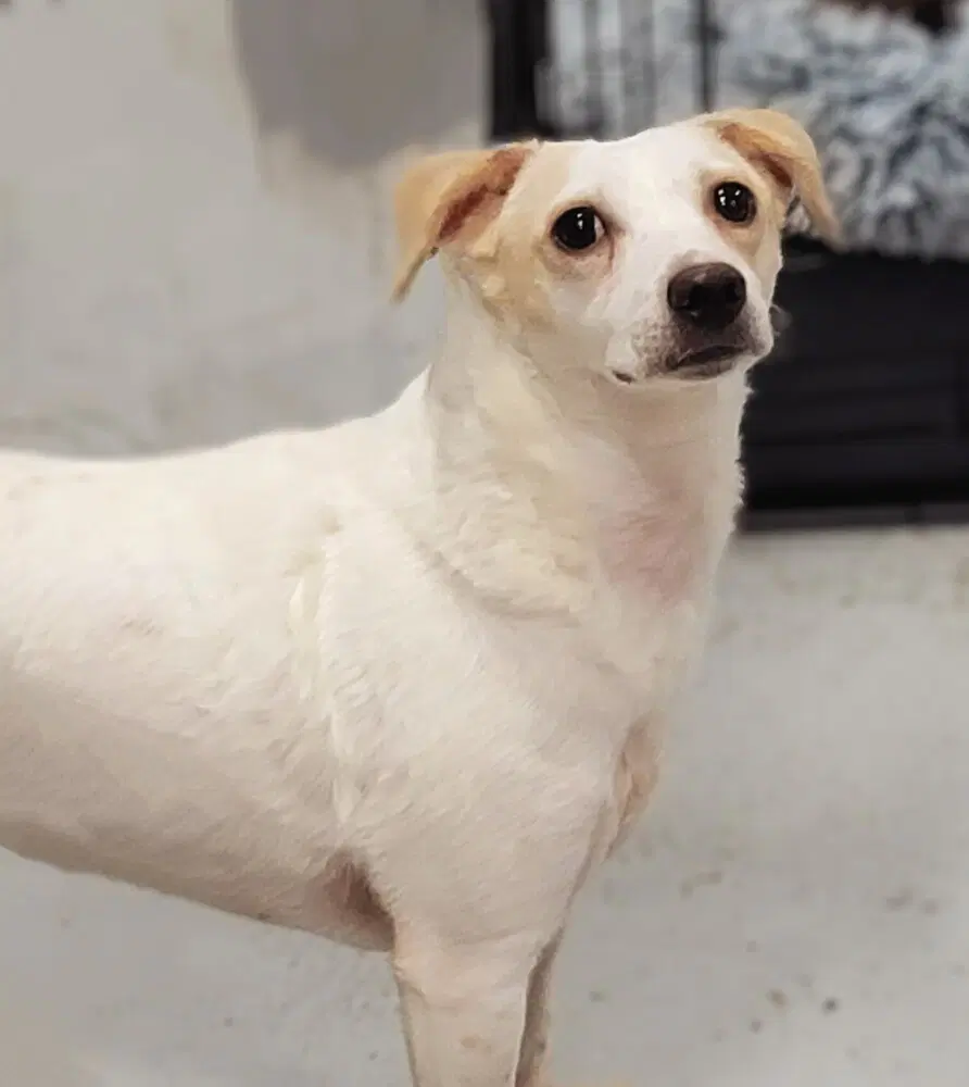 Wishbone image 3