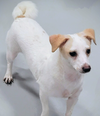 Wishbone - Photo 4
