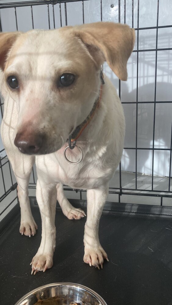 adoptable Dog in Studio City, CA named Wishbone
