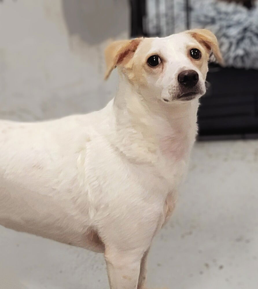 adoptable Dog in Studio City, CA named Wishbone