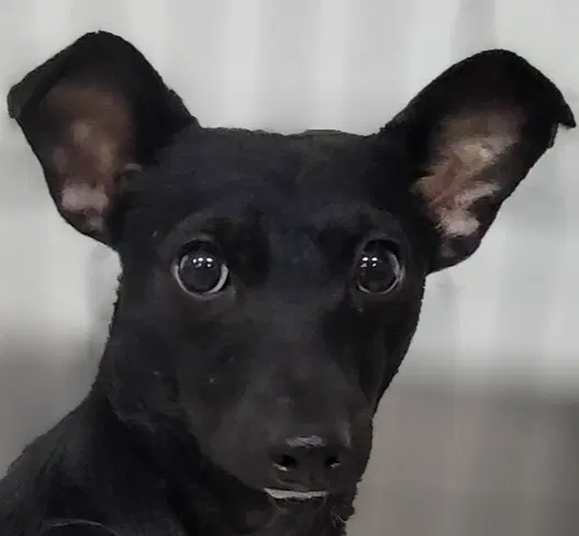 Pretty Girl - Chihuahua
