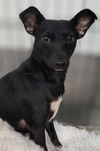 adoptable Dog in Studio City, CA named Pretty Girl #5219