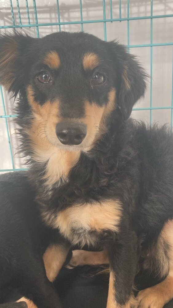 adoptable Dog in Studio City, CA named Monique #9449