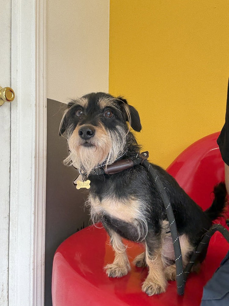 Terrier