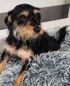 Makoa #0797 - Photo 3