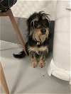 adoptable Dog in studio city, ca, CA named Makoa #0797