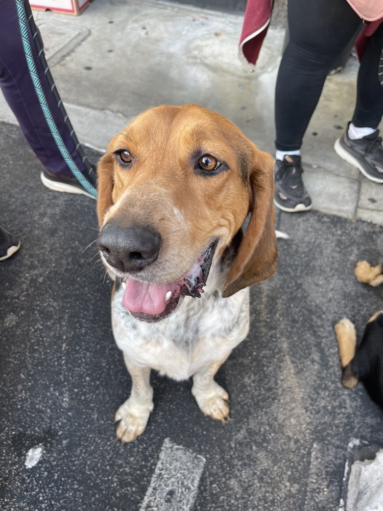 adoptable Dog in Studio City, CA named Bobby #6488