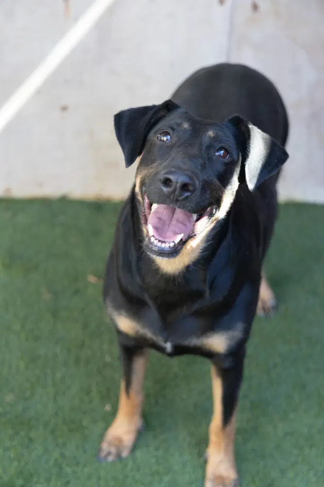 Ashley - Doberman Pinscher