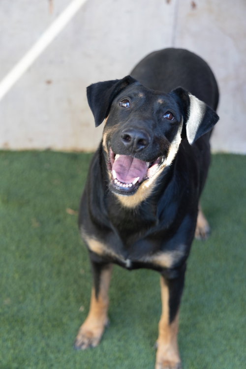 Ashley #2368, Doberman Pinscher