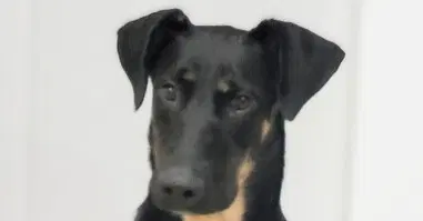 Ashley image 3
